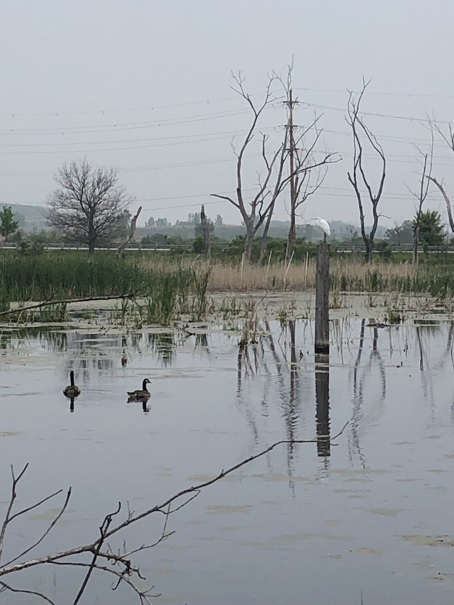 Bernache du Canada - ML644972367