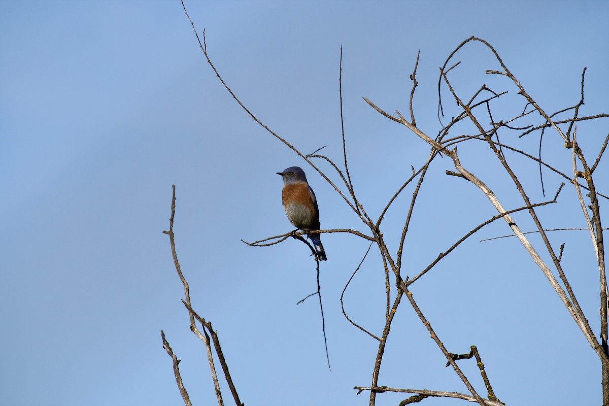 Western Bluebird - ML644972381