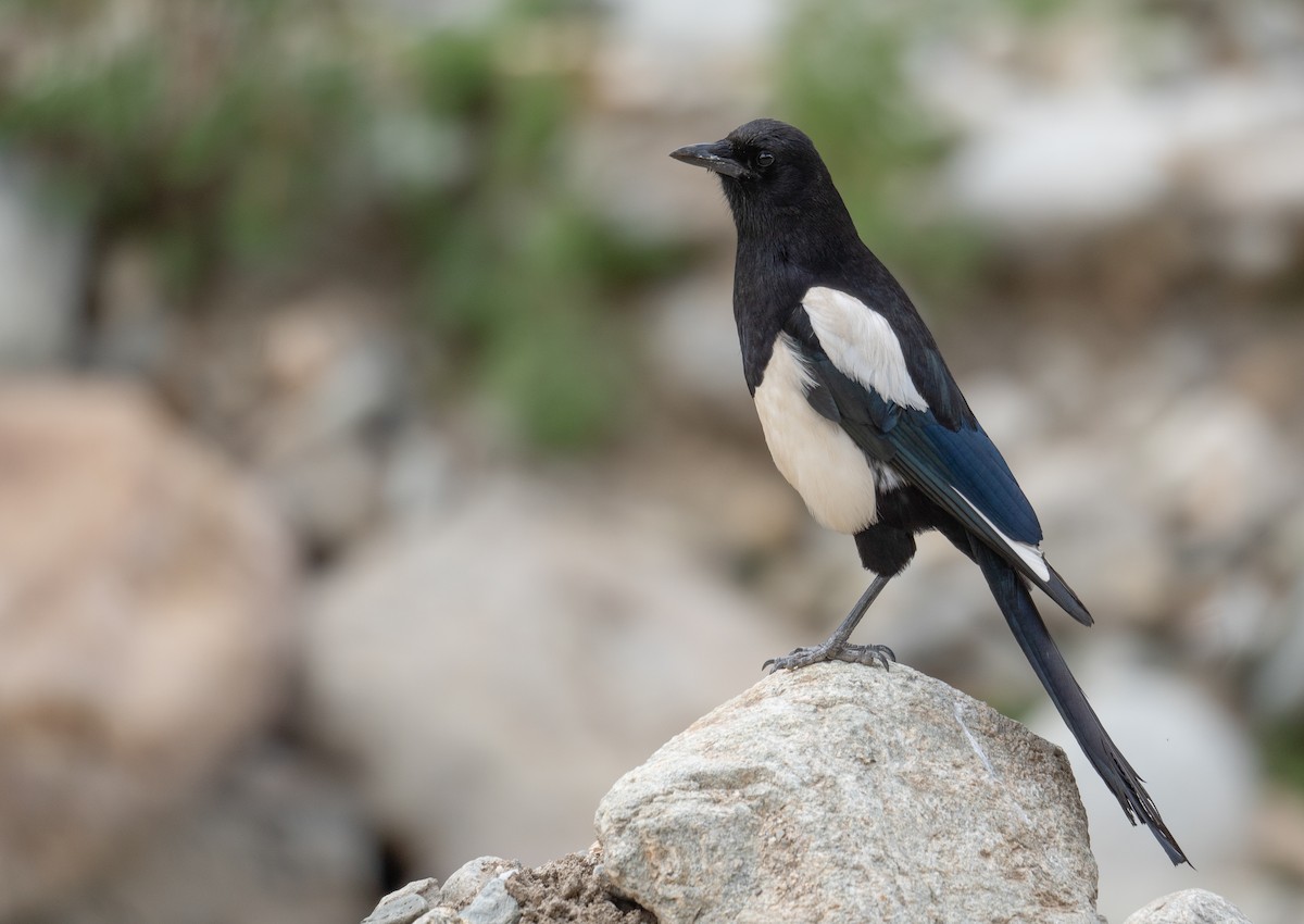 ヒマラヤカササギ - ML644972386