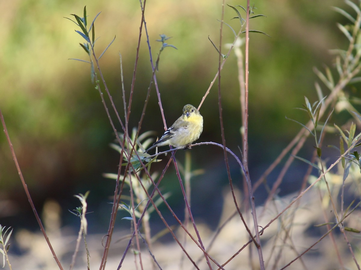 Lesser Goldfinch - ML644972393