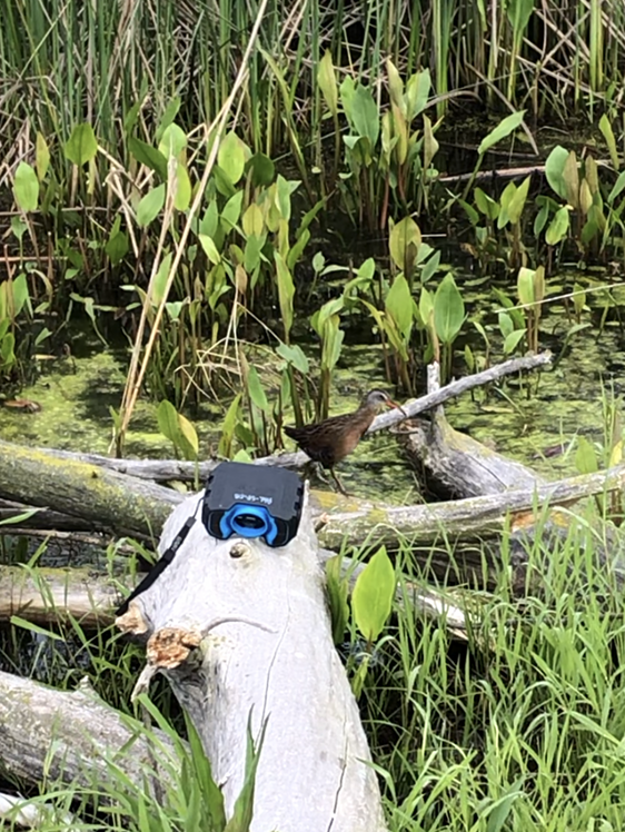 Пастушок віргінський - ML644972402