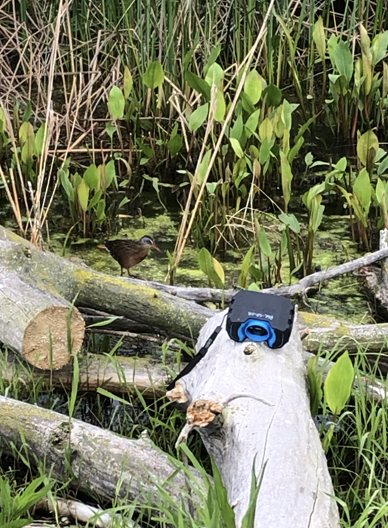 Пастушок віргінський - ML644972403