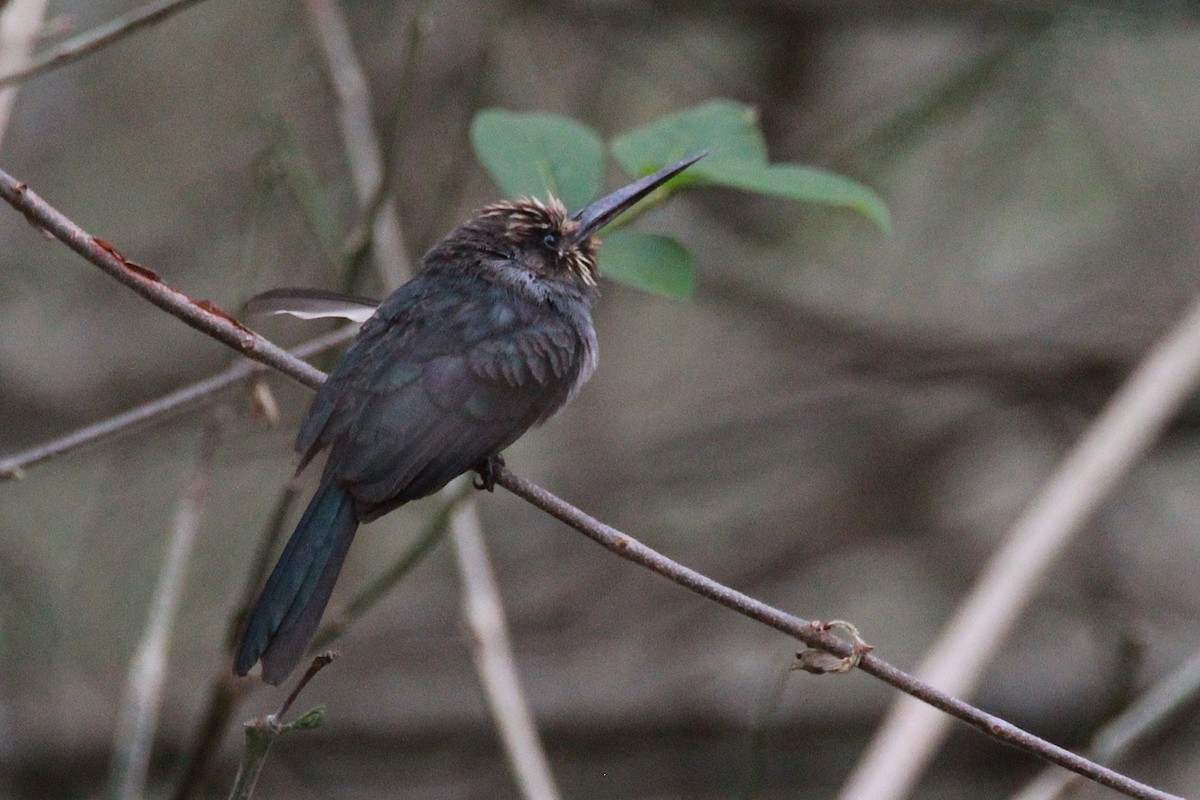 Three-toed Jacamar - ML644972417