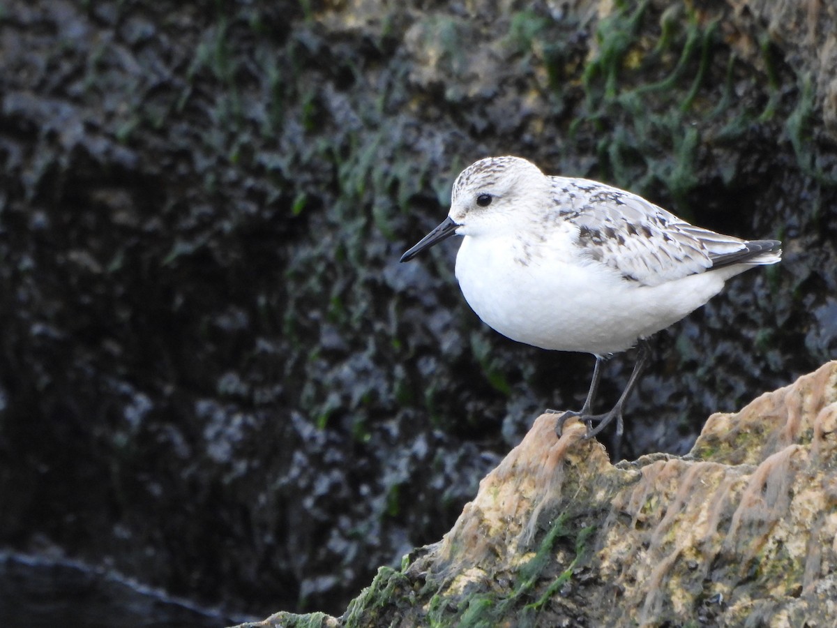 Txirri zuria - ML644972419