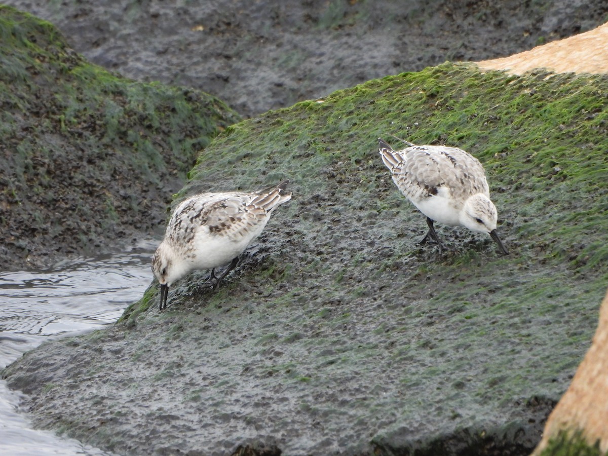 Txirri zuria - ML644972420