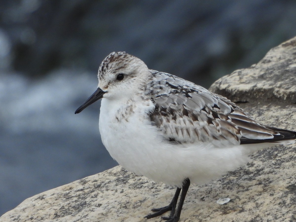 Txirri zuria - ML644972421