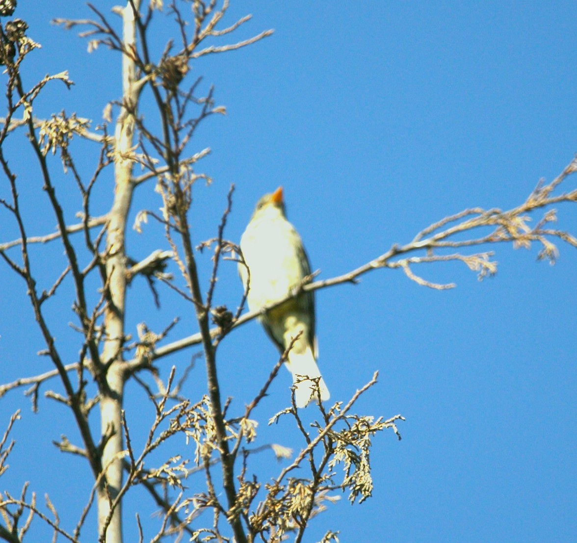 Greater Pewee - ML644972432