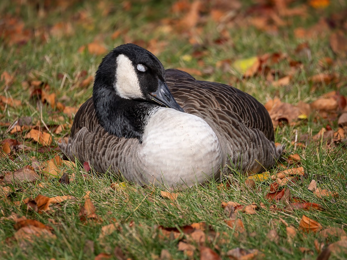 Bernache du Canada - ML644972433