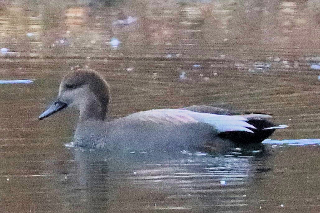 オカヨシガモ - ML644972460