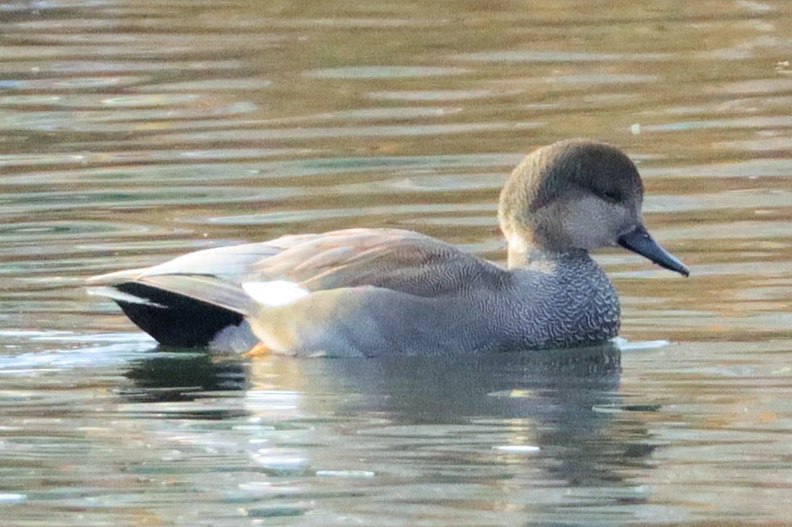 オカヨシガモ - ML644972461