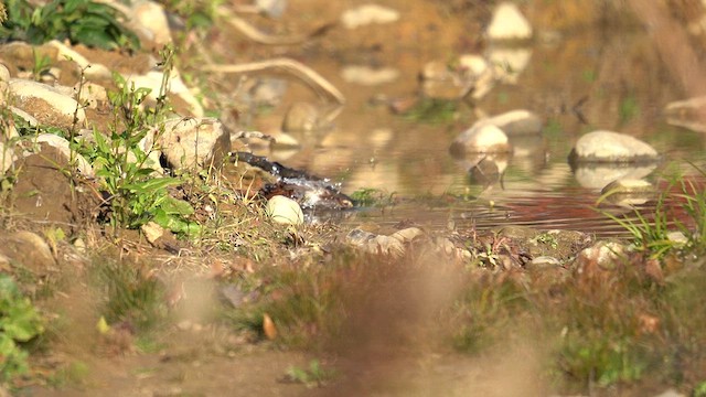 Ak Boğazlı Serçe - ML644972464