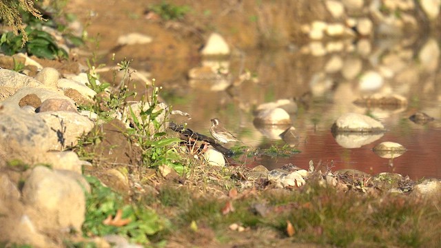 Amerika Çütresi - ML644972474