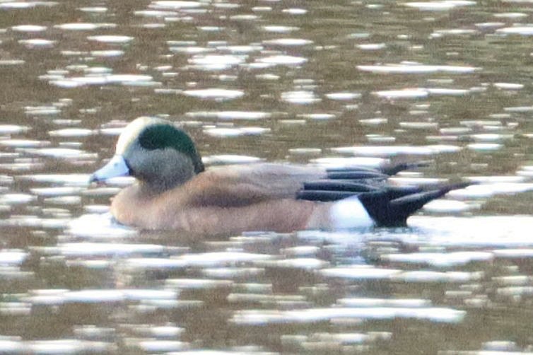 アメリカヒドリ - ML644972477