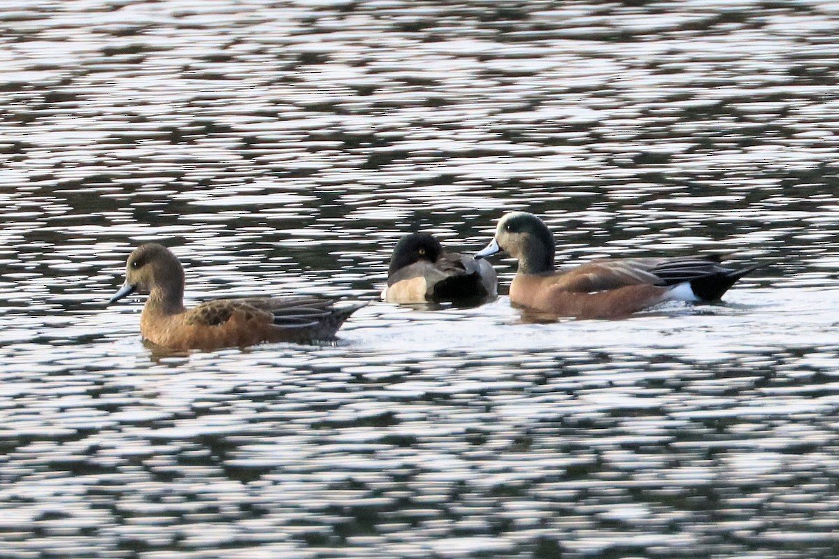 アメリカヒドリ - ML644972478