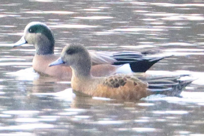 アメリカヒドリ - ML644972479