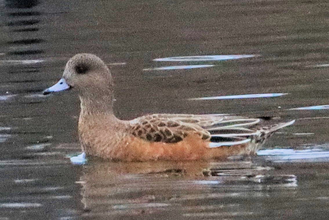 アメリカヒドリ - ML644972480