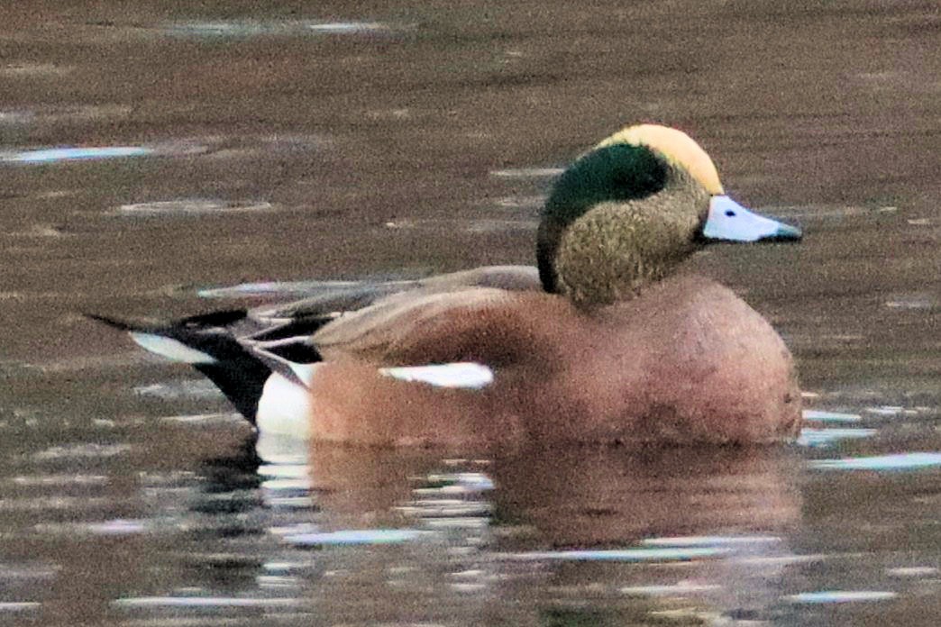 アメリカヒドリ - ML644972481