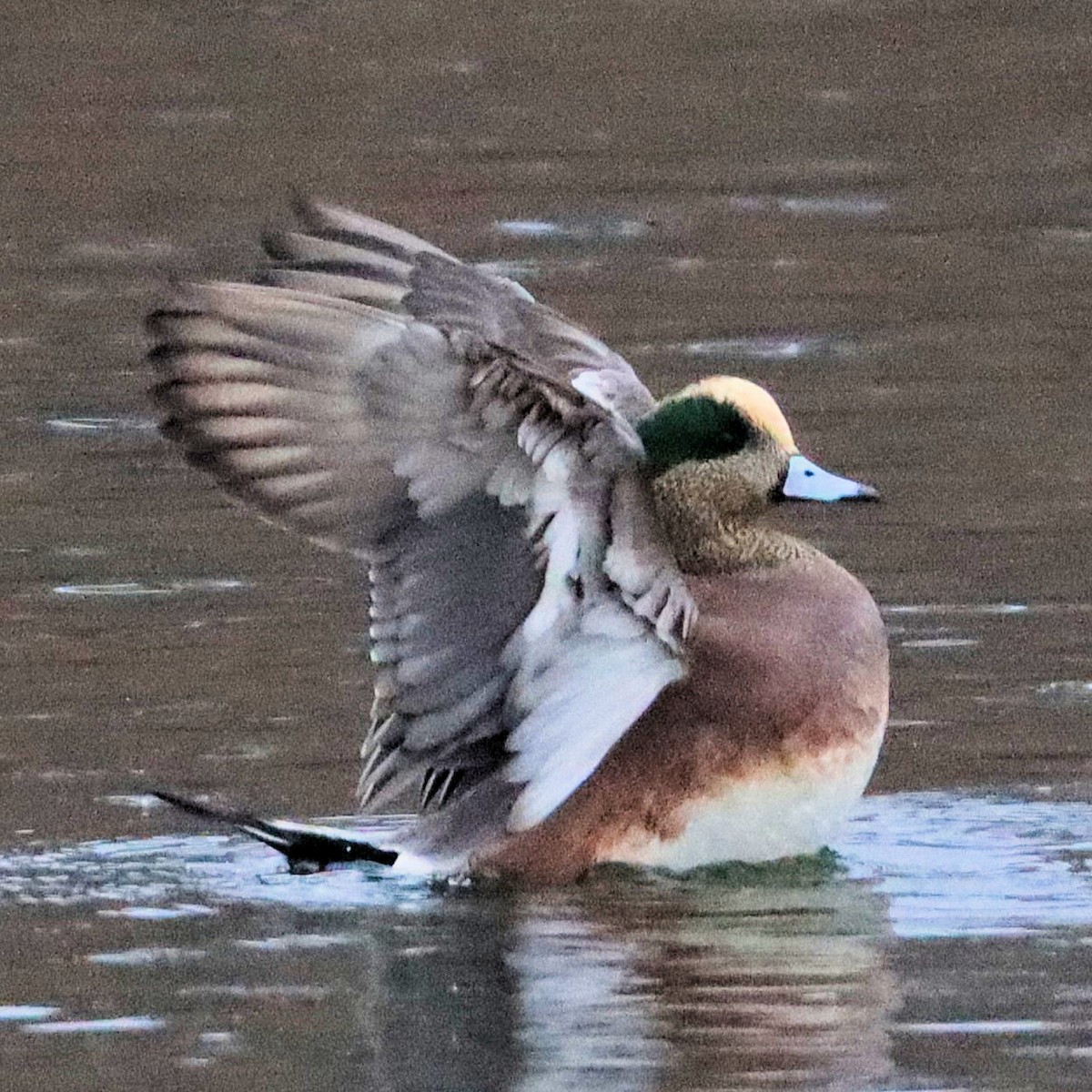 アメリカヒドリ - ML644972482