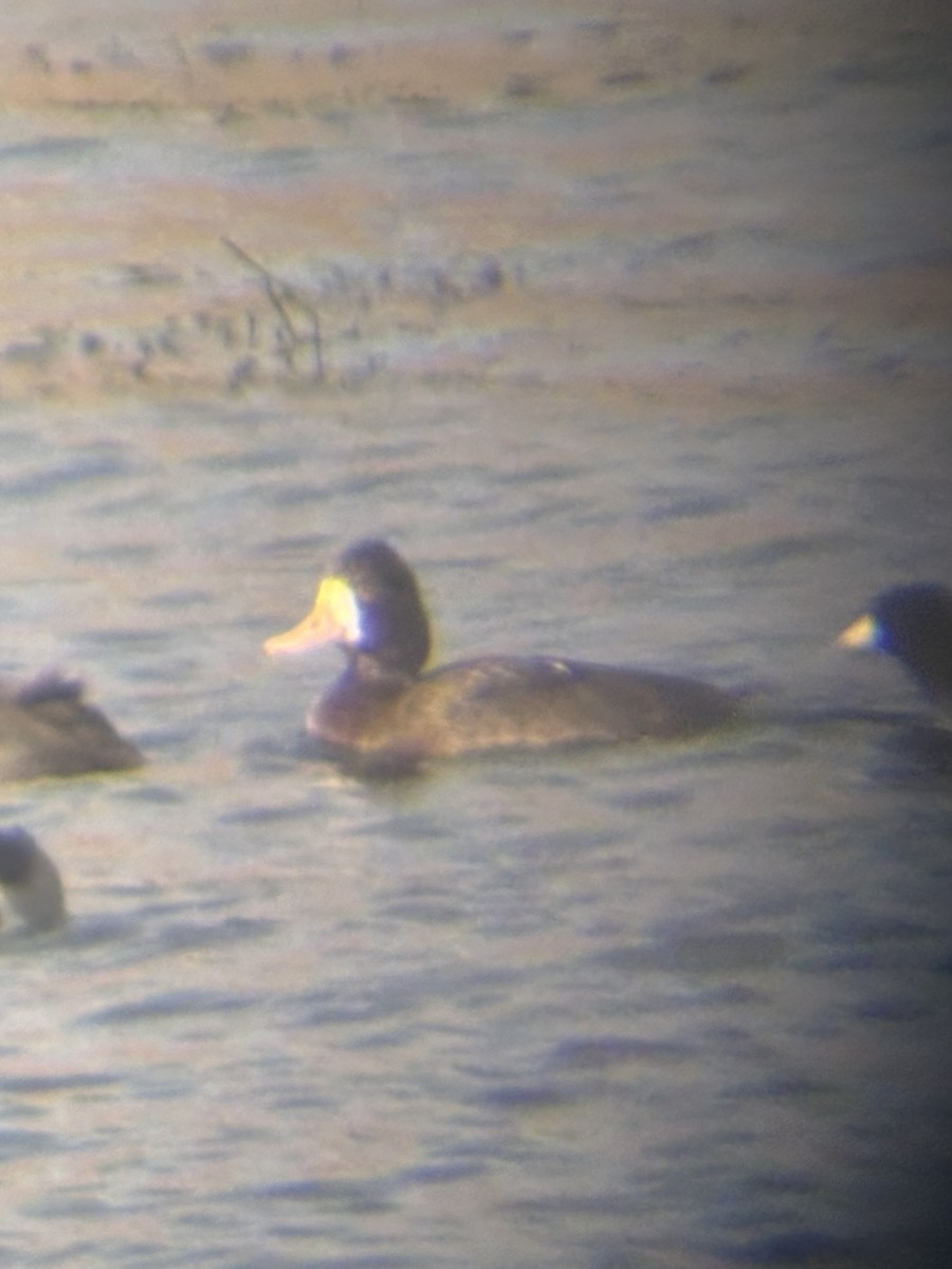 polák vlnkovaný - ML644972486