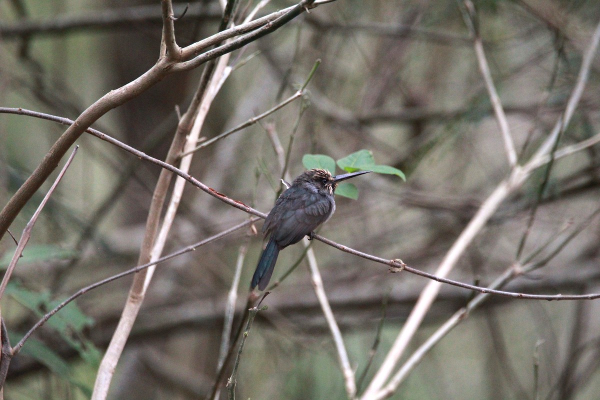 Three-toed Jacamar - ML644972492