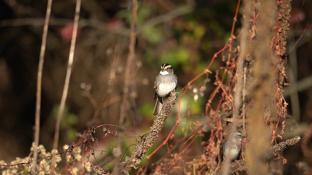 Ak Boğazlı Serçe - ML644972501
