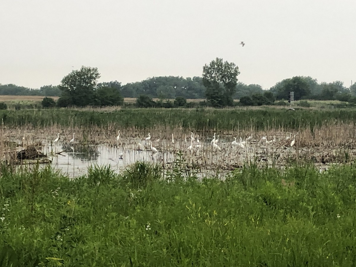 Great Egret - ML644972514