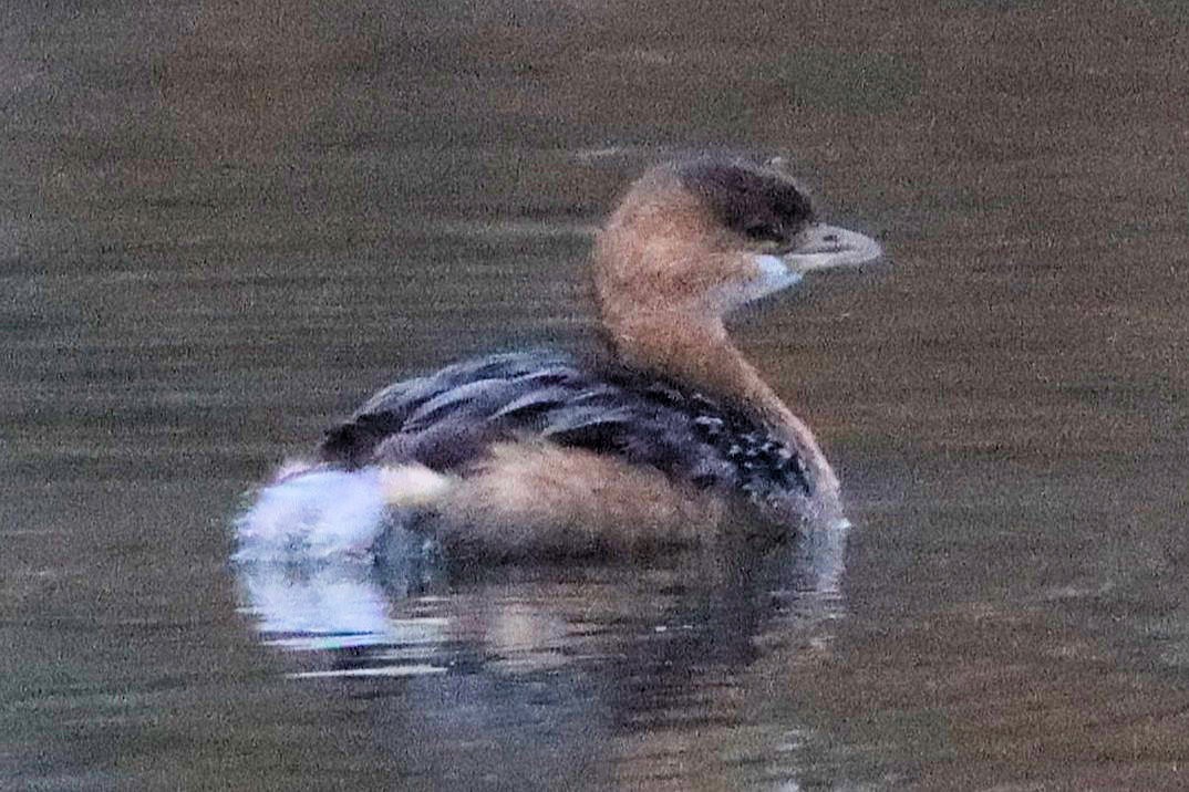 オビハシカイツブリ - ML644972515