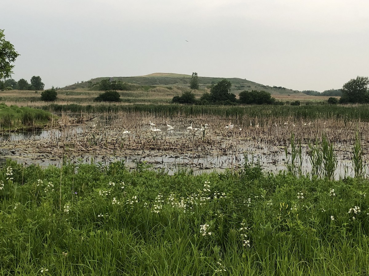 Great Egret - ML644972516