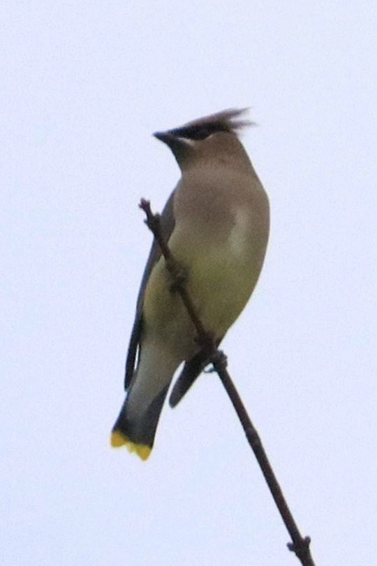 ヒメレンジャク - ML644972521