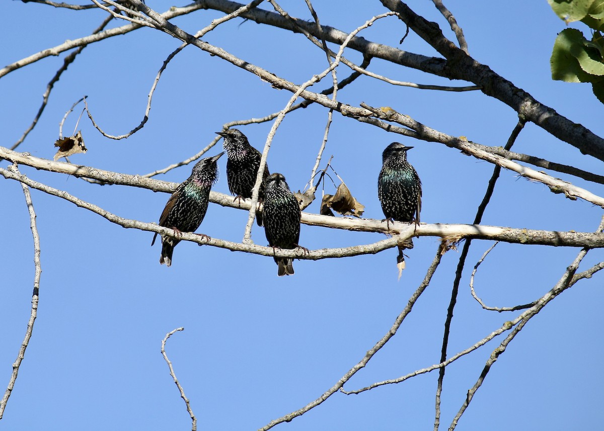 European Starling - ML644972524