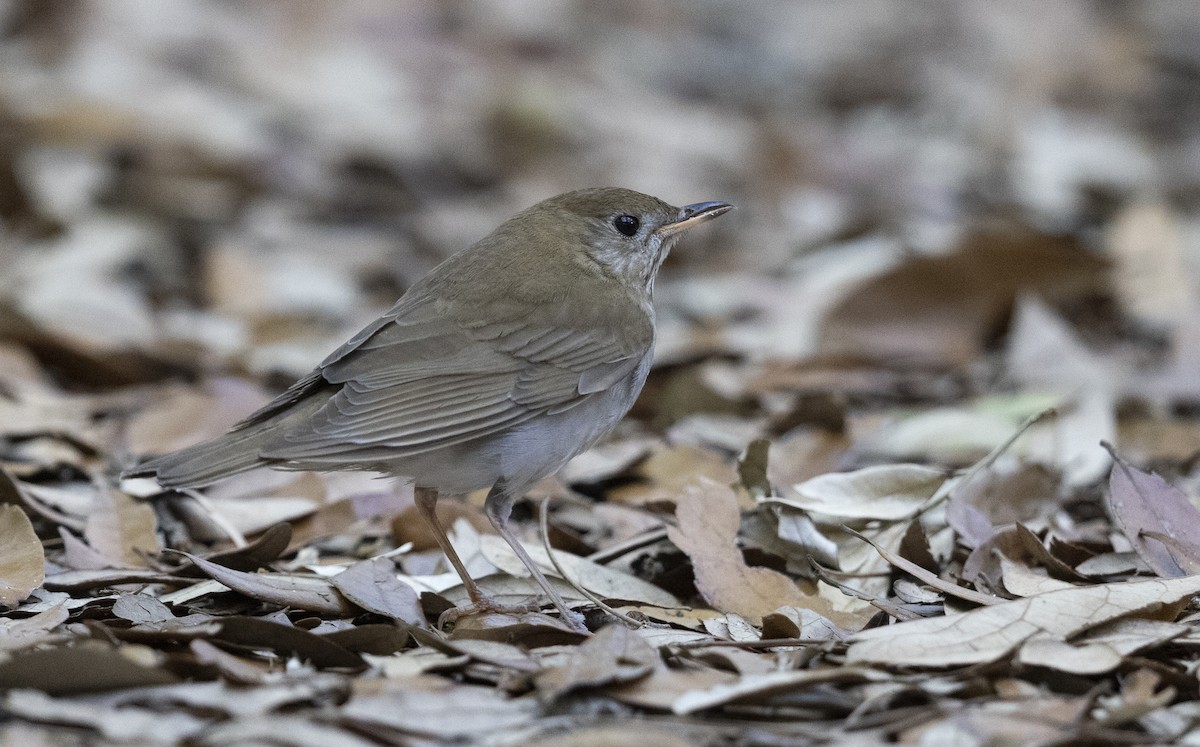 Gray-cheeked Thrush - ML644972534