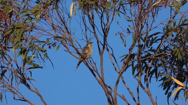 Kara Kulaklı Guguk - ML644972544