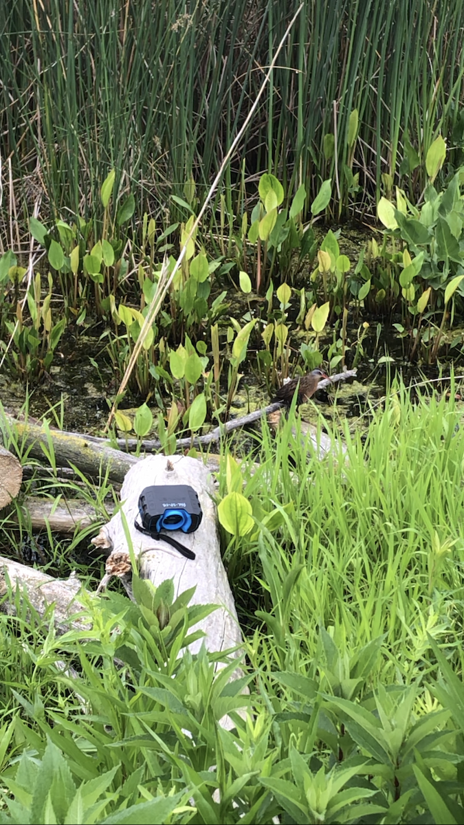 Пастушок віргінський - ML644972556