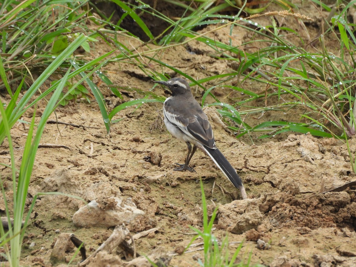 Плиска білоброва - ML644972558
