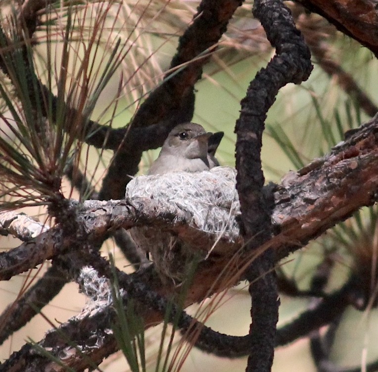 Western Wood-Pewee - ML644972559