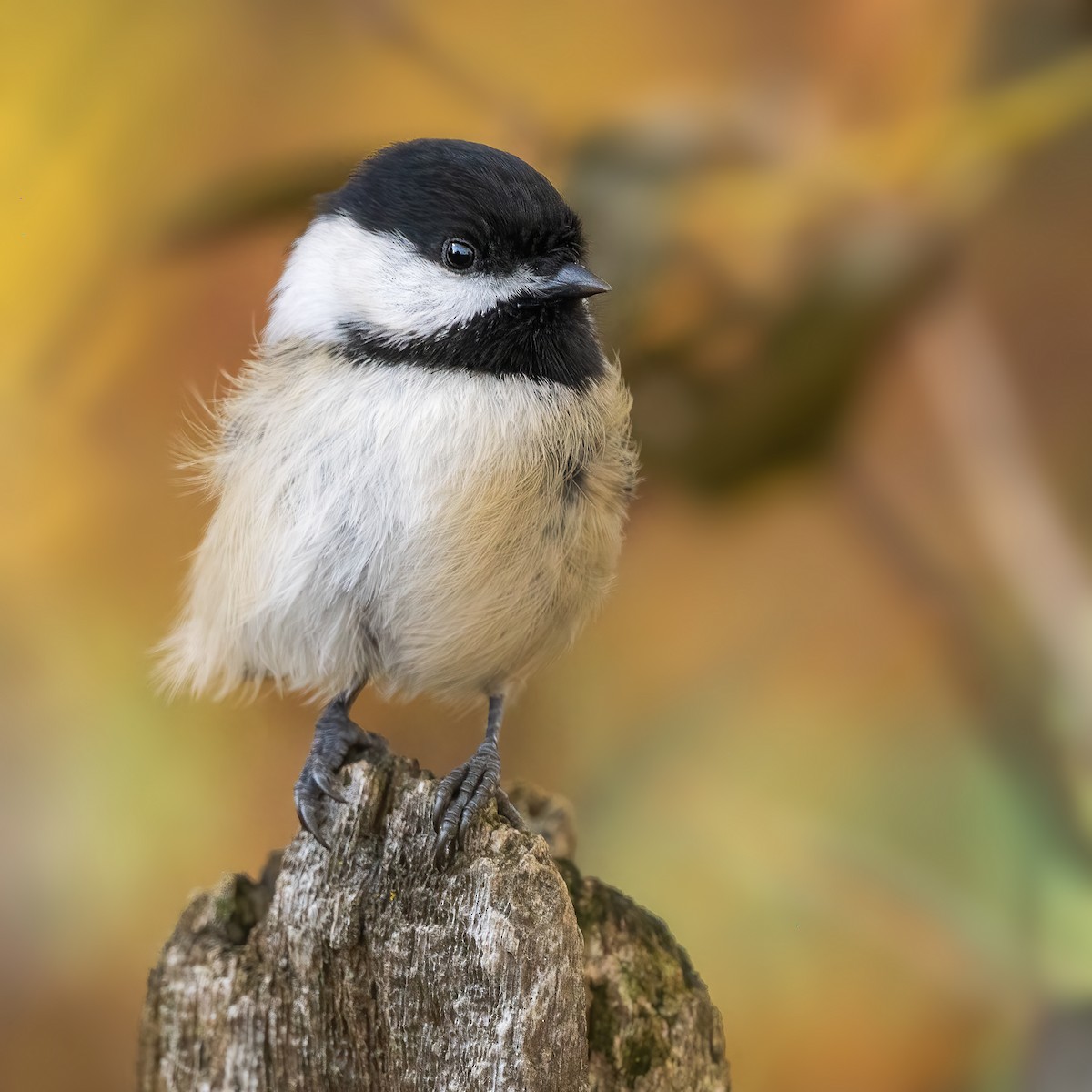 Гаїчка світлокрила - ML644972569