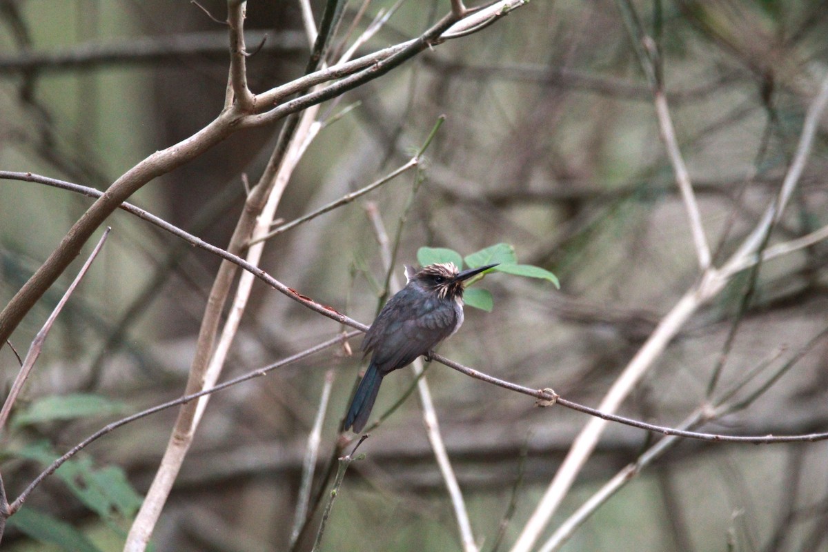 Three-toed Jacamar - ML644972578