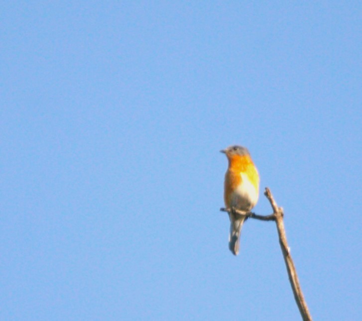 Eastern Bluebird - ML644972584