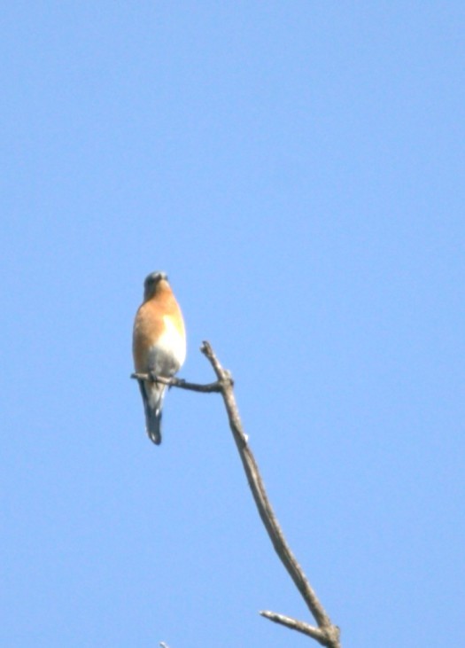 Eastern Bluebird - ML644972585