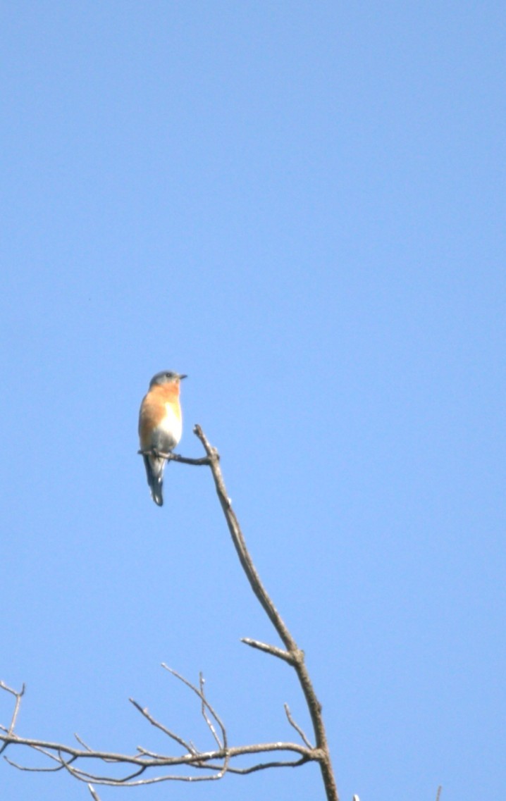 Eastern Bluebird - ML644972586