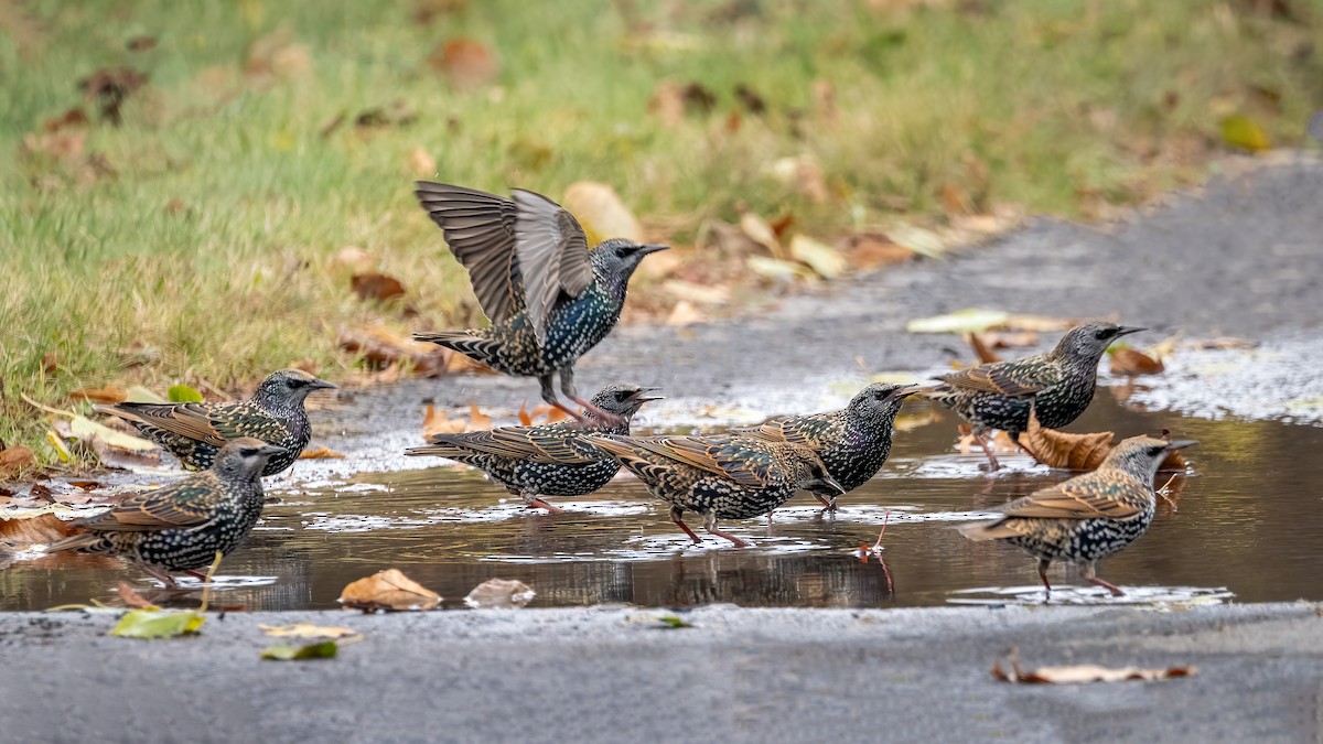 European Starling - ML644972587