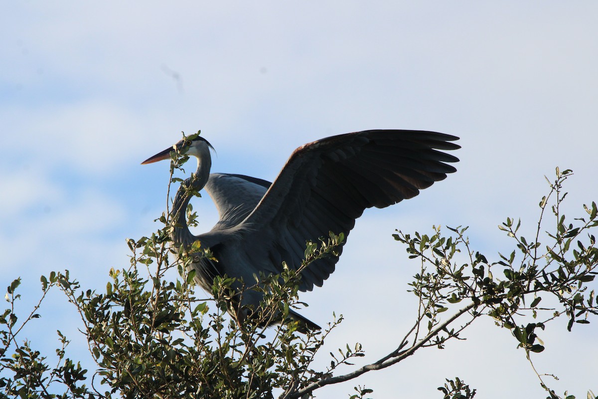 Great Blue Heron - ML644972588