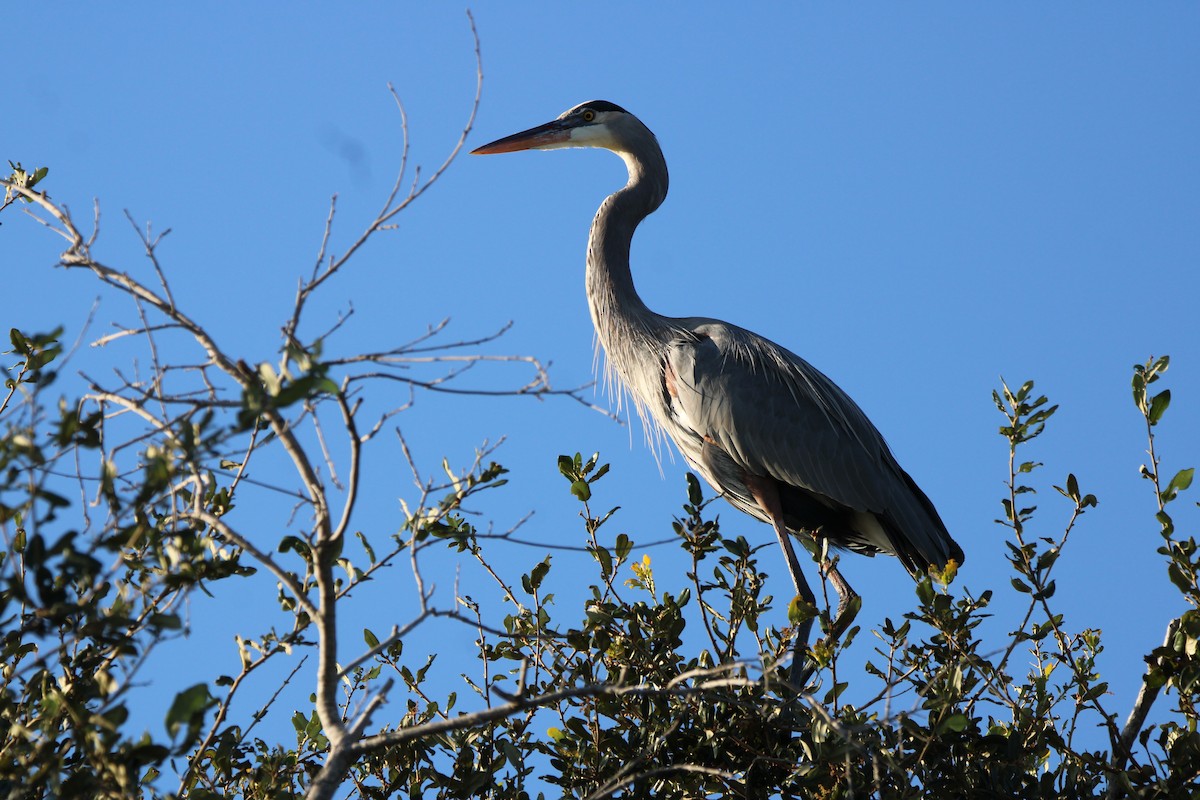 Great Blue Heron - ML644972589