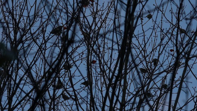 Sedir İpekkuyruğu - ML644972590