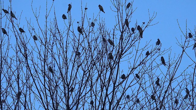 Sedir İpekkuyruğu - ML644972596