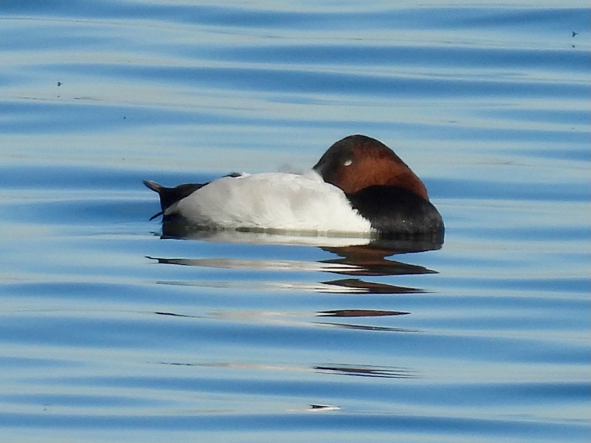 Murgilari bizkarzuria - ML644972597