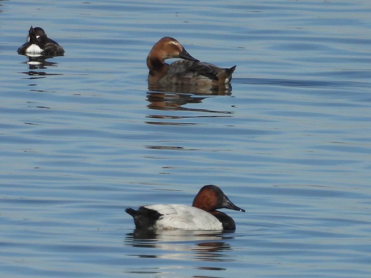 Murgilari bizkarzuria - ML644972598