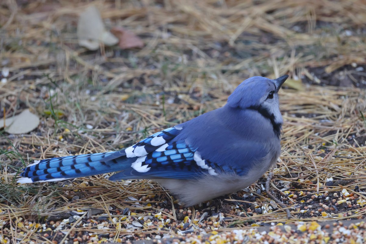 Blue Jay - ML644972619