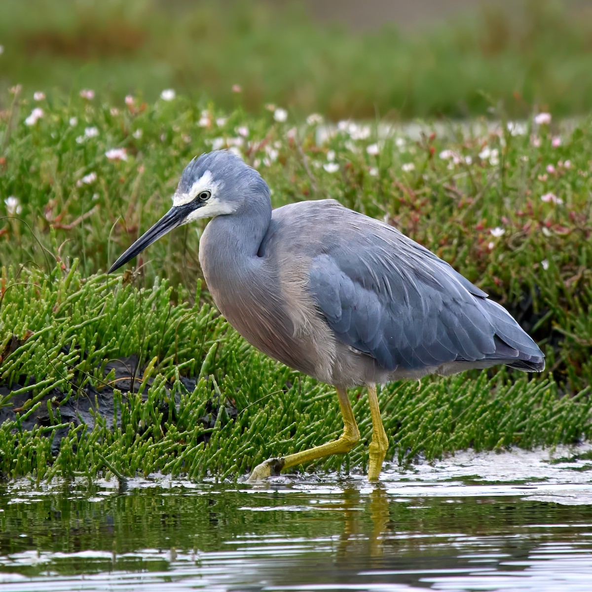 White-faced Heron - ML644972627