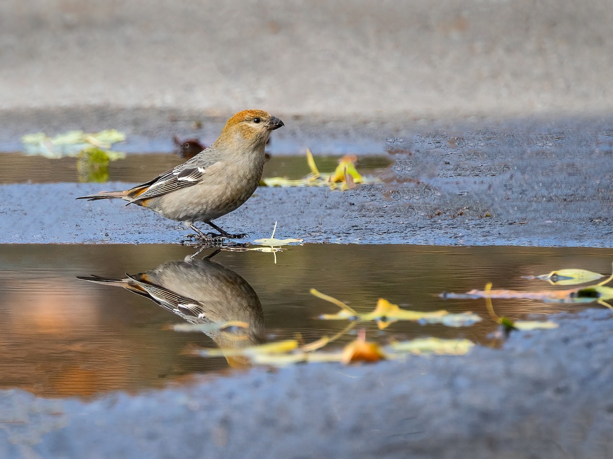 Pinu-gailupa - ML644972639